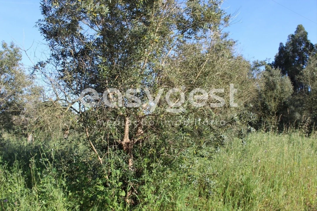 Terreno para Venda em Asseiceira Foto 5
