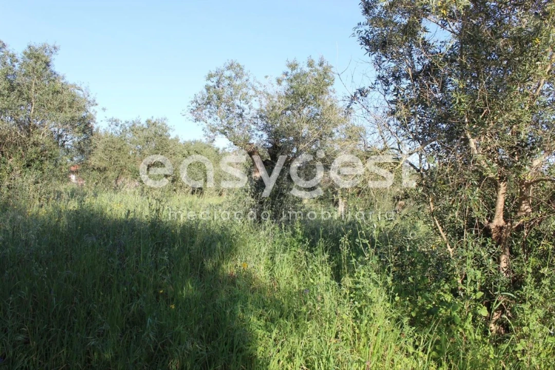 Terreno para Venda em Asseiceira Foto 6