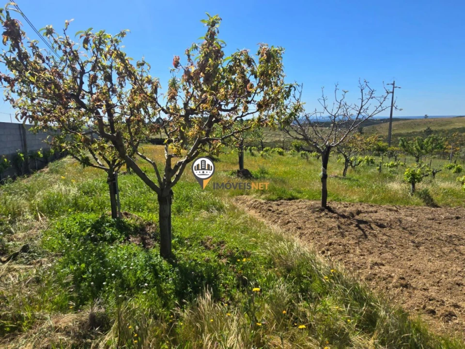 Quinta T0 para Venda em Castelo Branco Foto 4