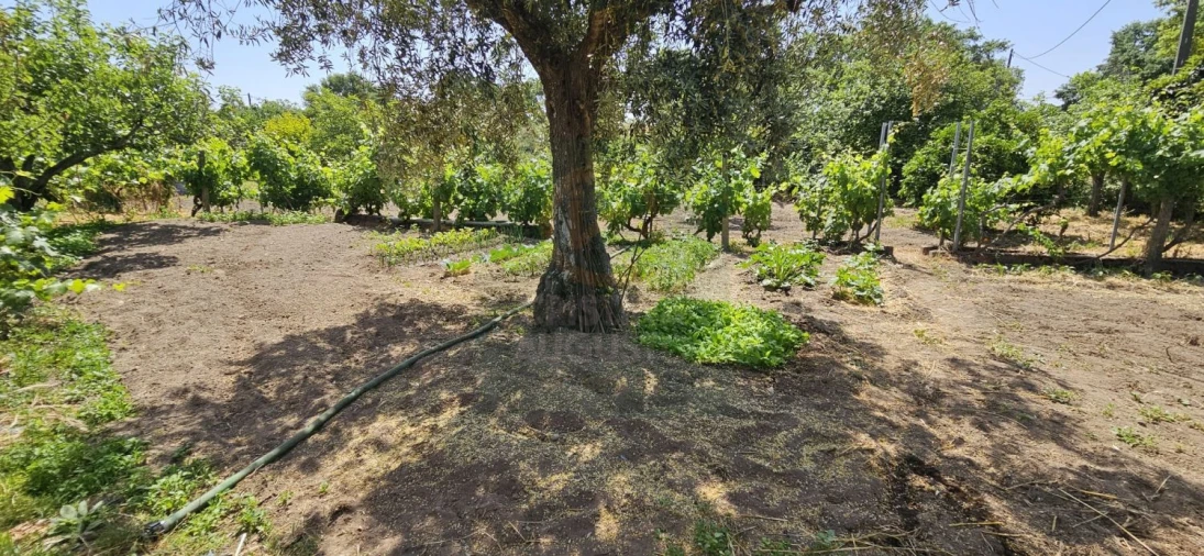 Terreno para Venda em Escalos de Baixo e Mata Foto 14