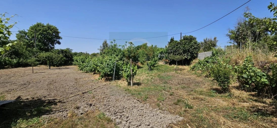 Terreno para Venda em Escalos de Baixo e Mata Foto 51