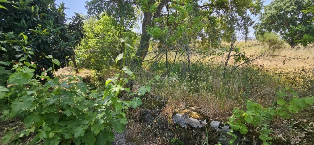 Terreno para Venda em Escalos de Baixo e Mata Foto 28