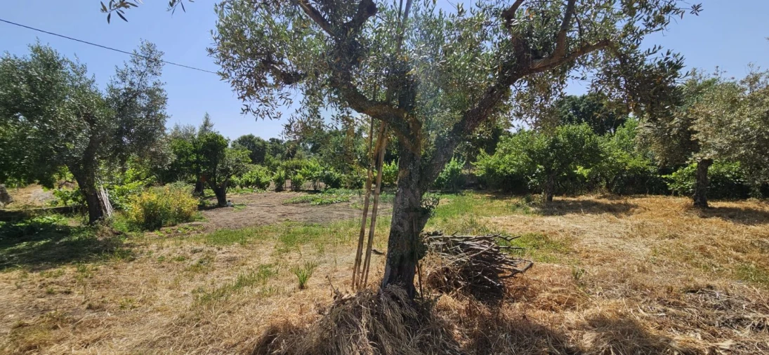 Terreno para Venda em Escalos de Baixo e Mata Foto 10