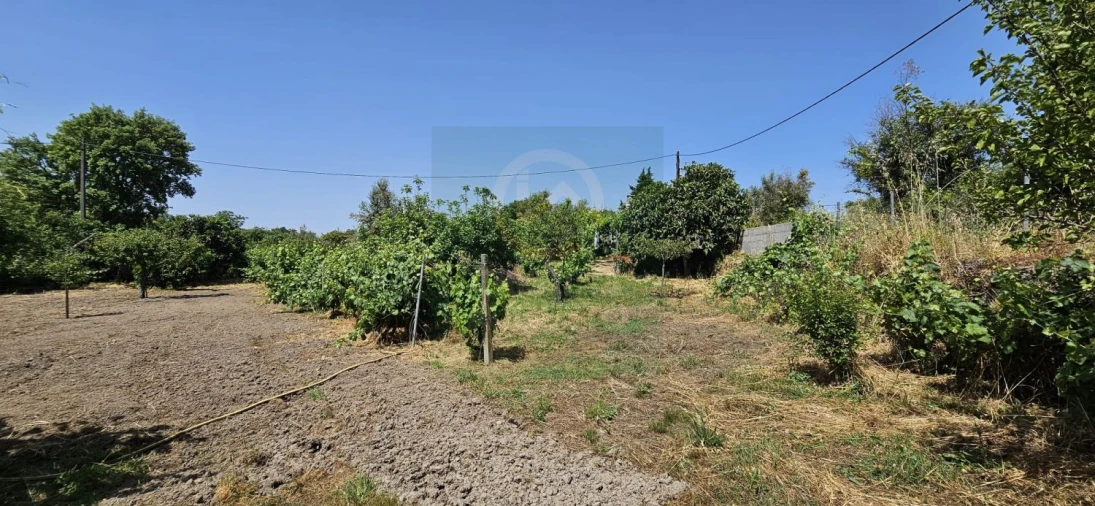 Terreno para Venda em Escalos de Baixo e Mata Foto 35