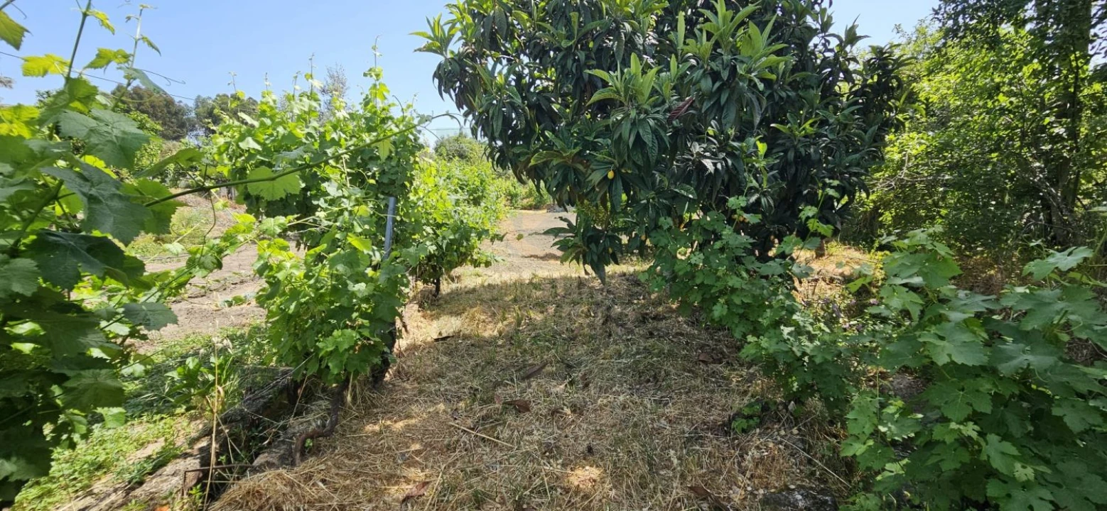 Terreno para Venda em Escalos de Baixo e Mata Foto 15