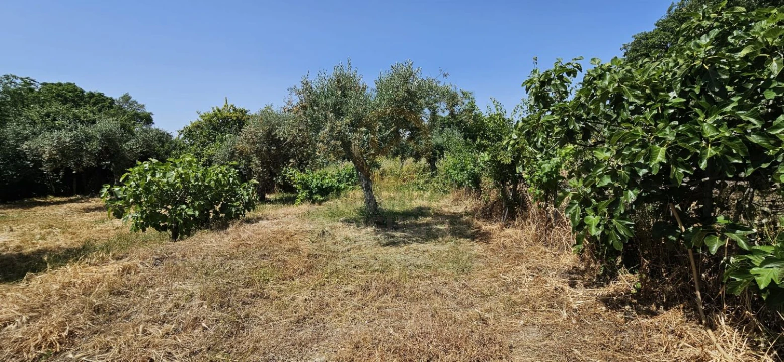 Terreno para Venda em Escalos de Baixo e Mata Foto 42