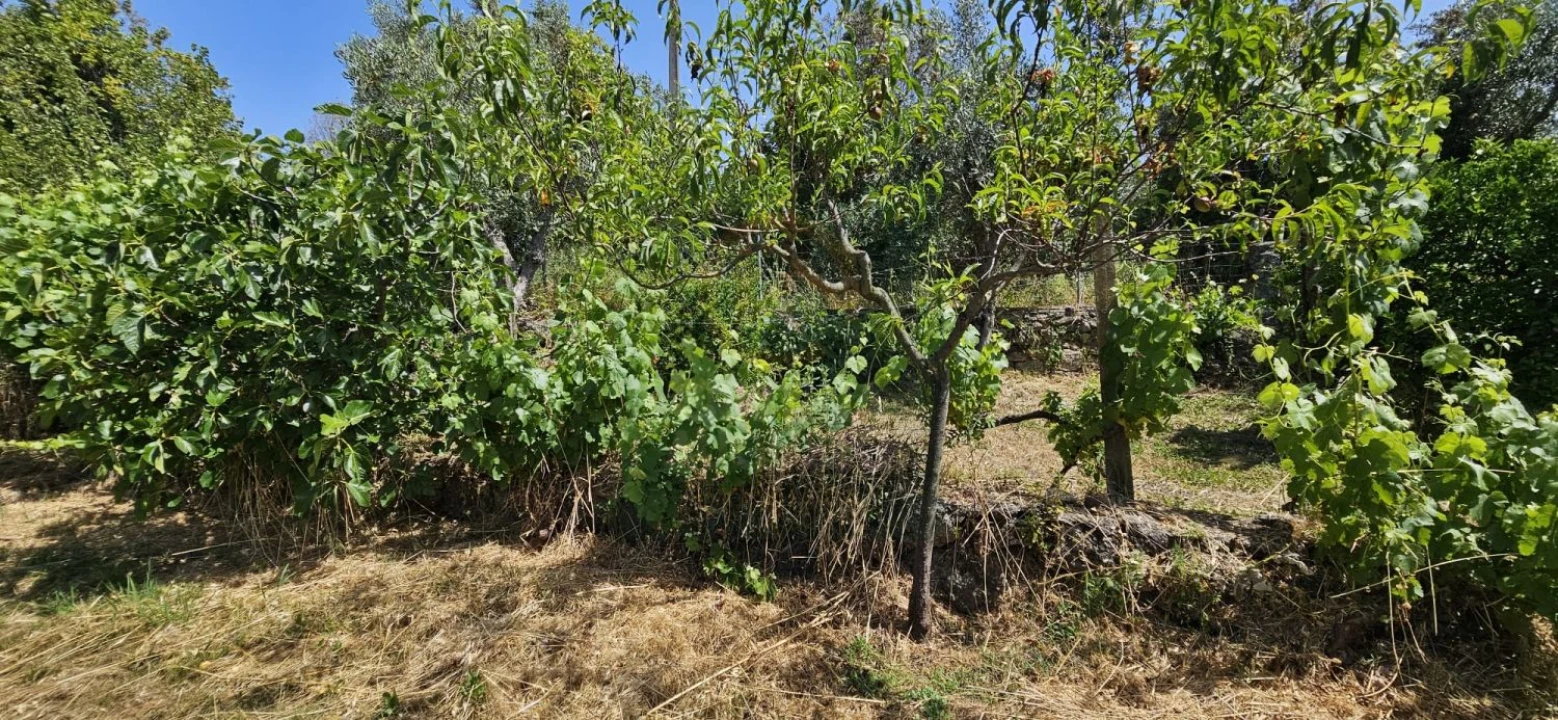 Terreno para Venda em Escalos de Baixo e Mata Foto 32