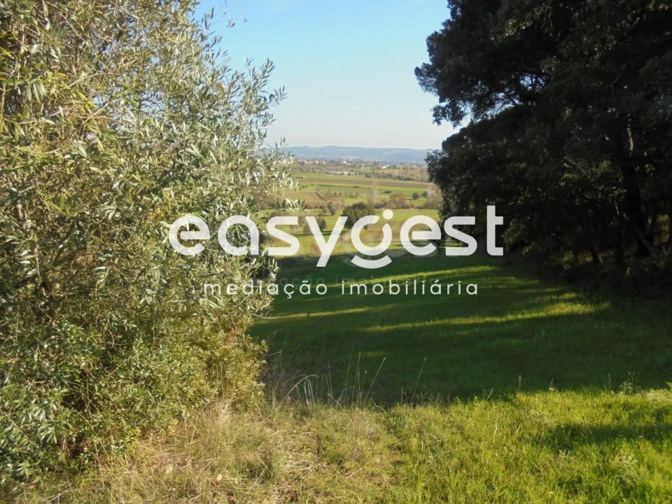 Terreno para Venda em Madalena e Beselga Foto 6