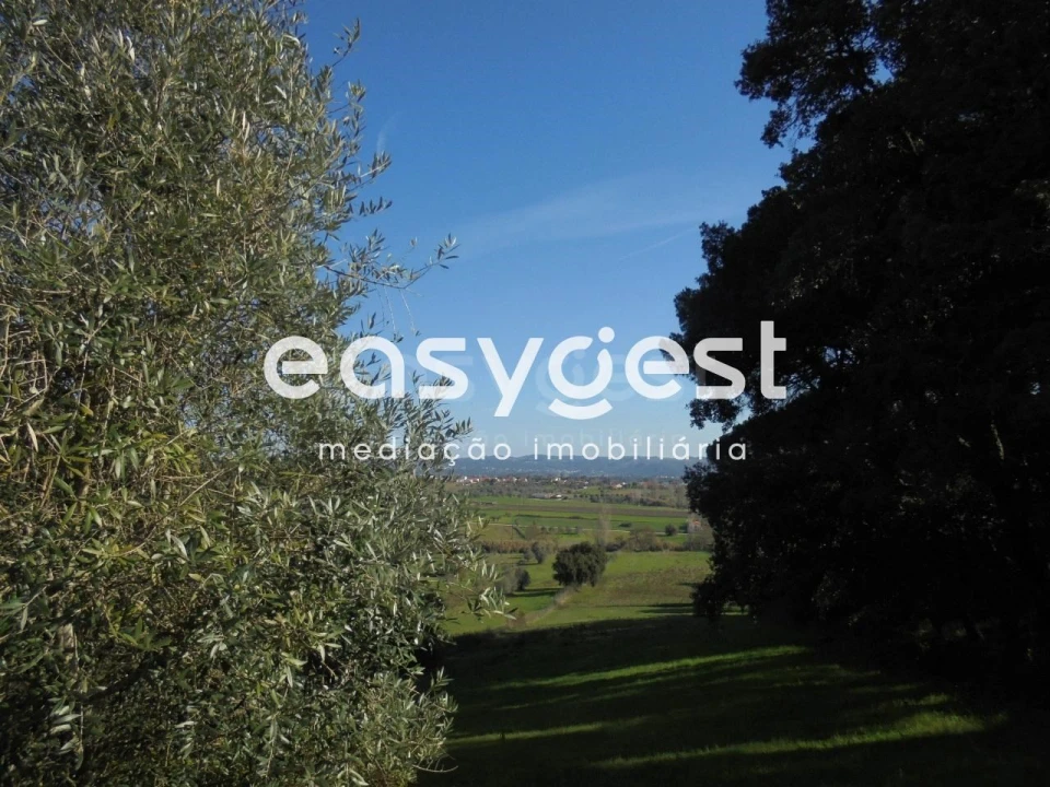 Terreno para Venda em Madalena e Beselga Foto 7