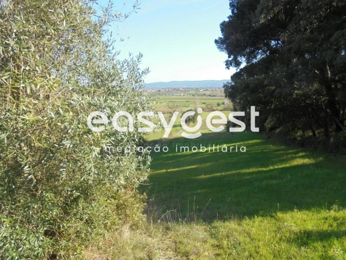 Terreno para Venda em Madalena e Beselga Foto 8