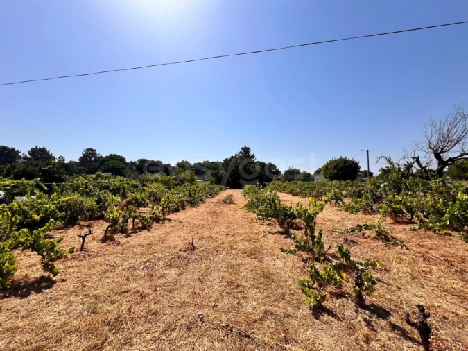 Terreno para Venda em Pego Foto 8