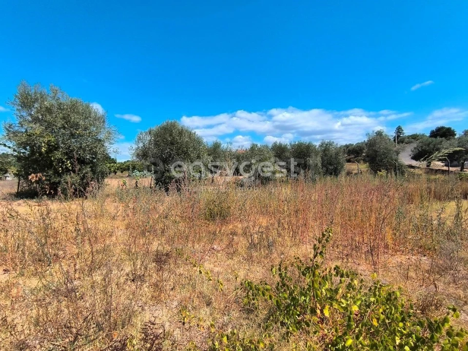 Moradia T3 para Venda em Mouriscas Foto 4