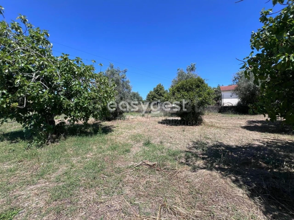 Terreno para Venda em São João Baptista e Santa Maria dos Olivais Foto 6