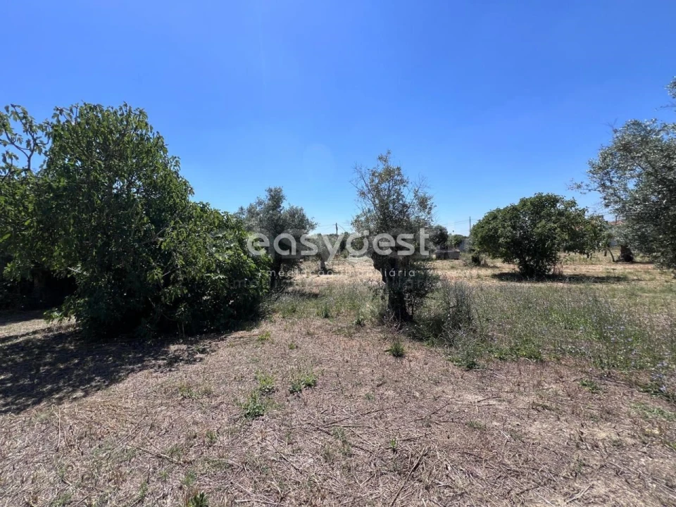Terreno para Venda em São João Baptista e Santa Maria dos Olivais Foto 8