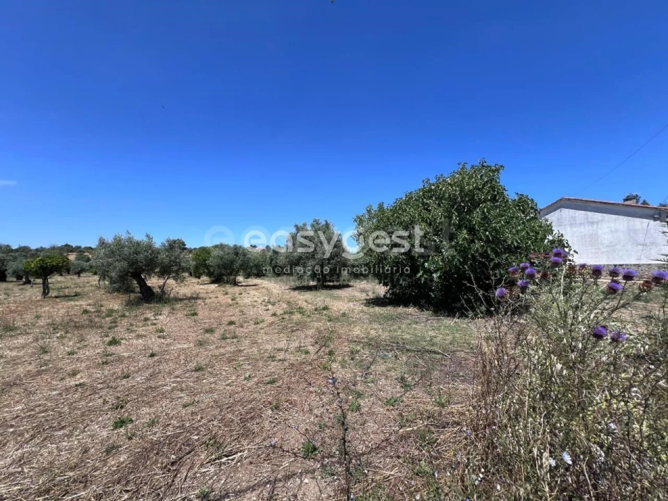 Terreno para Venda em São João Baptista e Santa Maria dos Olivais Foto 14