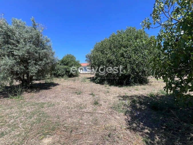 Terreno para Venda em São João Baptista e Santa Maria dos Olivais Foto 2