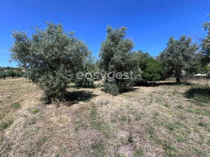Terreno para Venda em São João Baptista e Santa Maria dos Olivais Foto 4