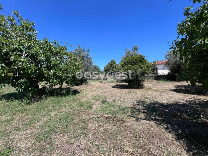 Terreno para Venda em São João Baptista e Santa Maria dos Olivais Foto 6