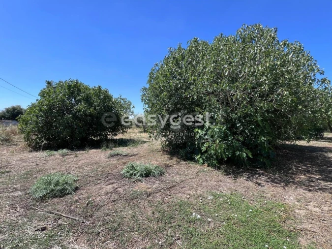 Terreno para Venda em São João Baptista e Santa Maria dos Olivais Foto 11