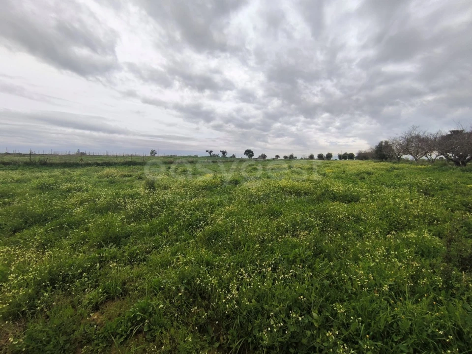 Quinta T2 para Venda em Golegã Foto 9