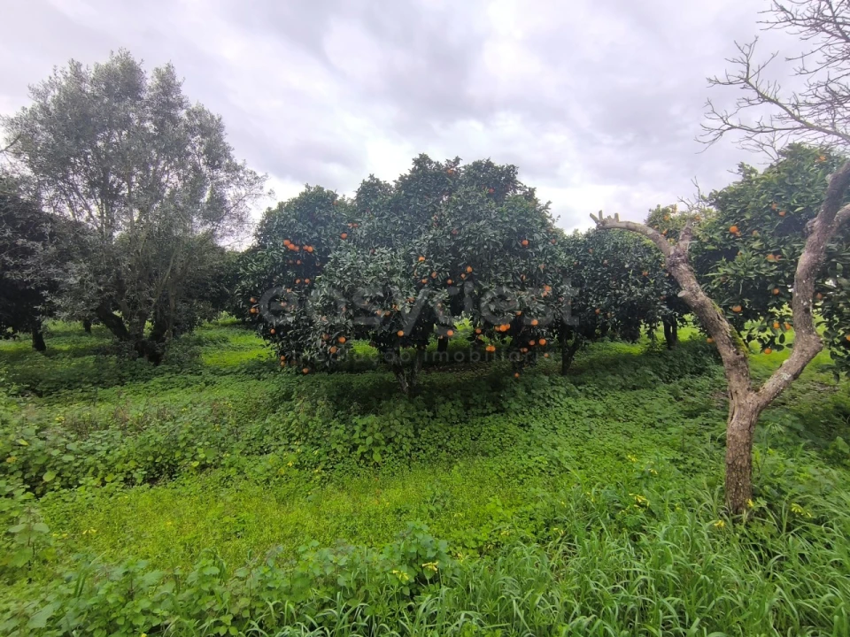 Quinta T2 para Venda em Golegã Foto 3