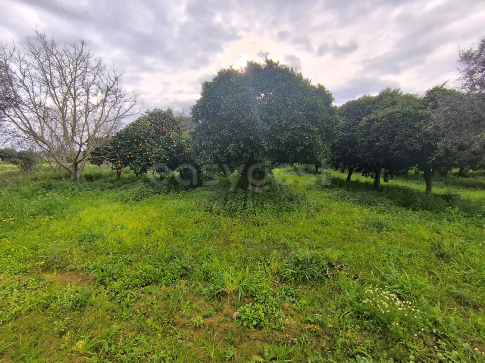 Quinta T2 para Venda em Golegã Foto 11