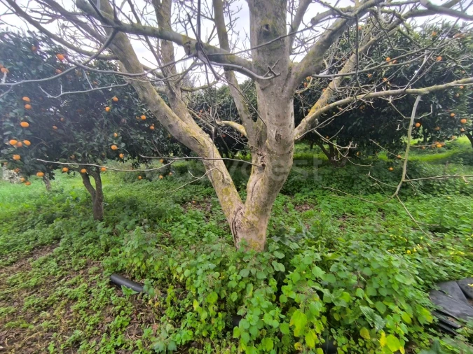 Quinta T2 para Venda em Golegã Foto 10