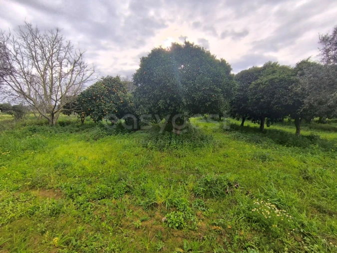 Quinta T2 para Venda em Golegã Foto 11