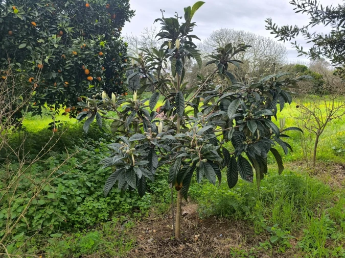 Quinta T2 para Venda em Golegã Foto 14