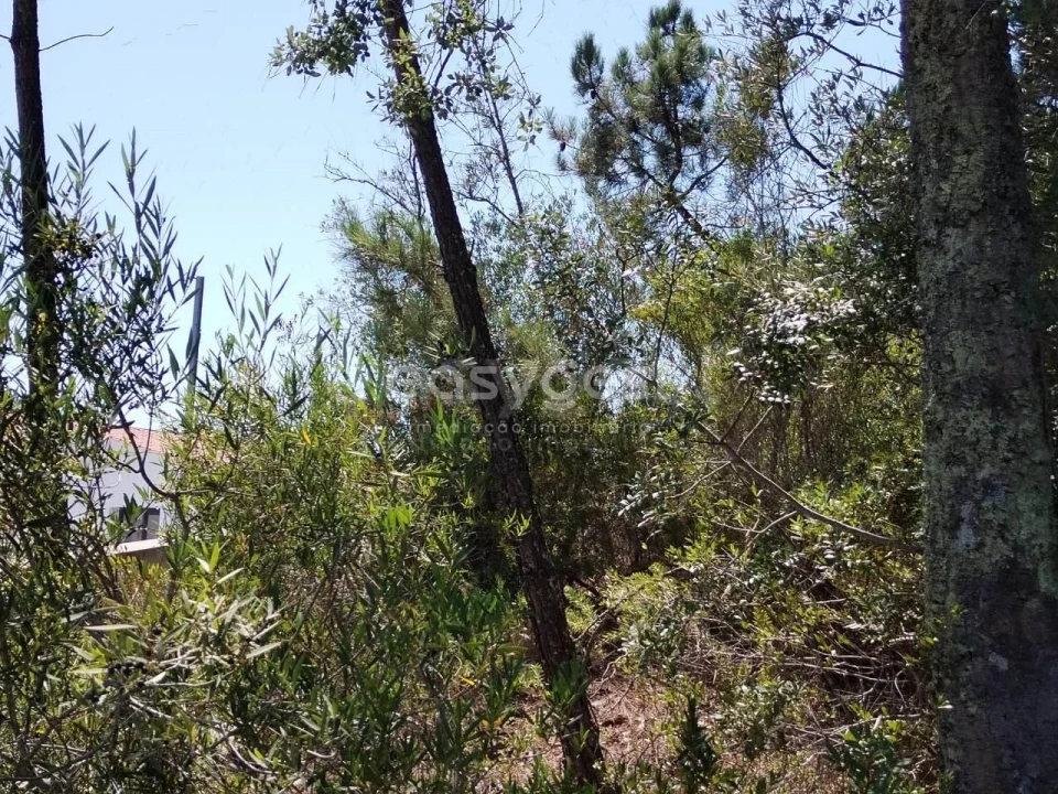 Terreno para Venda em Serra e Junceira Foto 4
