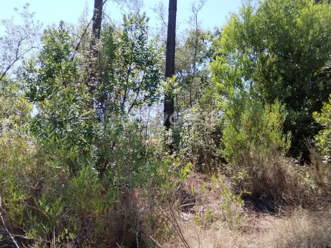Terreno para Venda em Serra e Junceira Foto 3