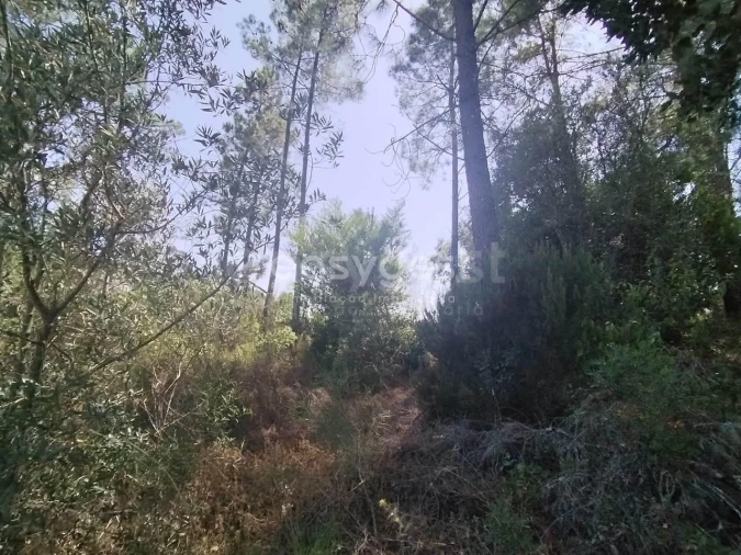 Terreno para Venda em Serra e Junceira Foto 5