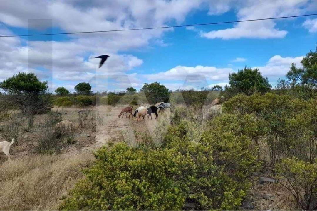 Moradia T2 para Venda em Alcoutim e Pereiro Foto 5