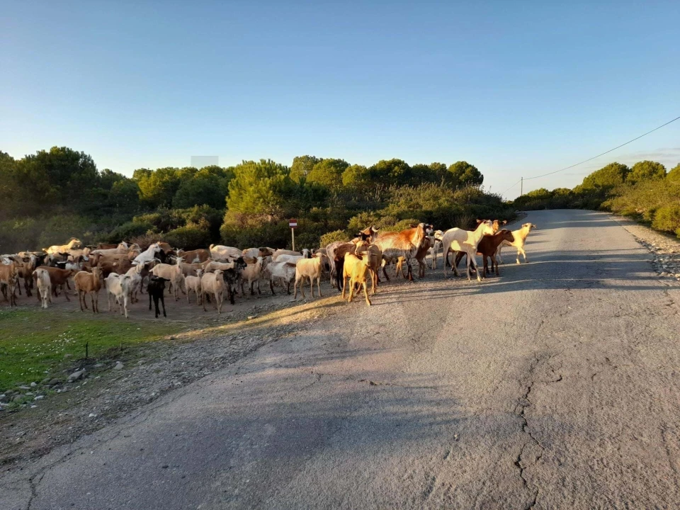 Moradia T2 para Venda em Alcoutim e Pereiro Foto 48