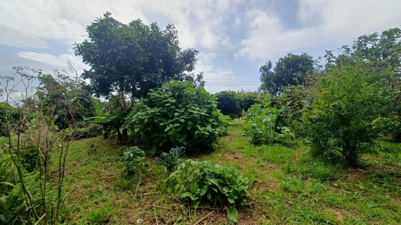 Moradia T3 para Venda em Rosais Foto 40