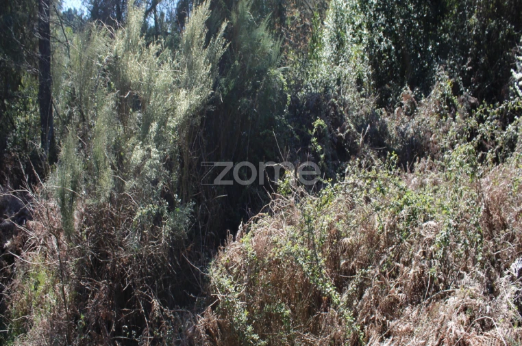 Terreno para Venda em Castelões Foto 2