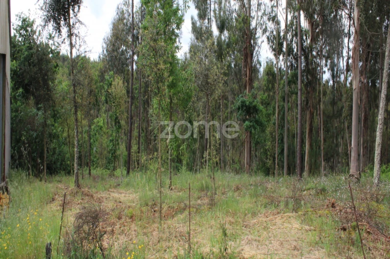 Terreno para Venda em Castelões Foto 7