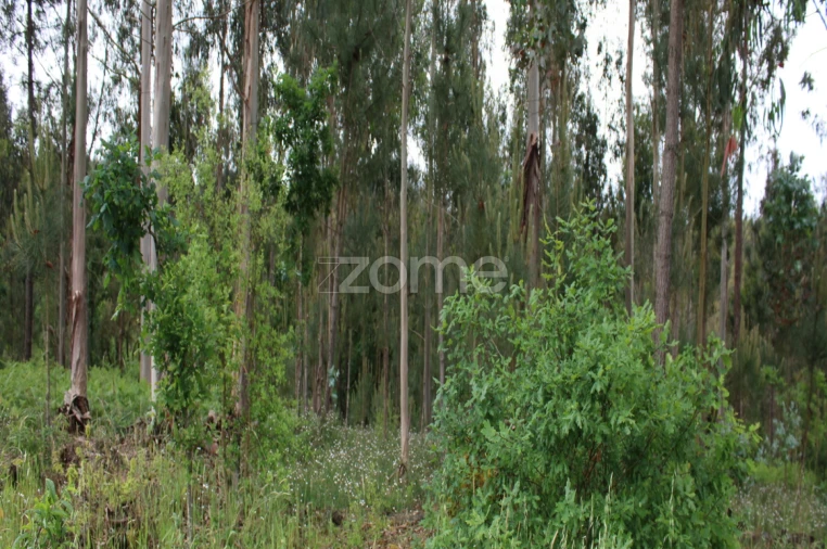 Terreno para Venda em Castelões Foto 9