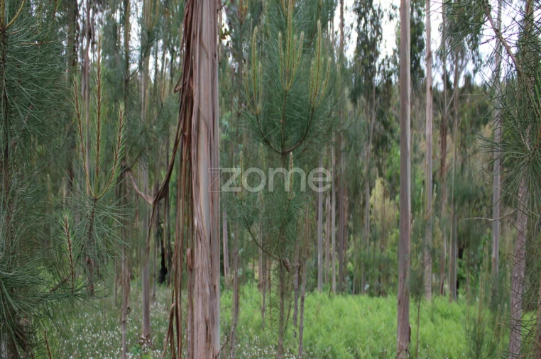 Terreno para Venda em Castelões Foto 10