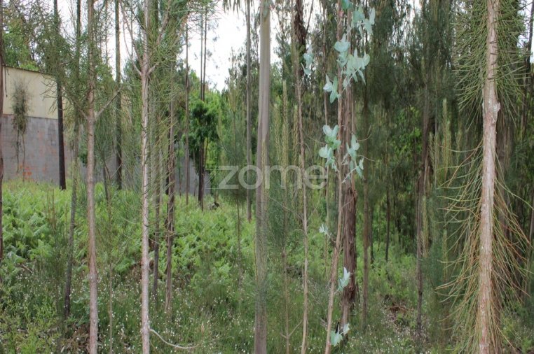 Terreno para Venda em Castelões Foto 11
