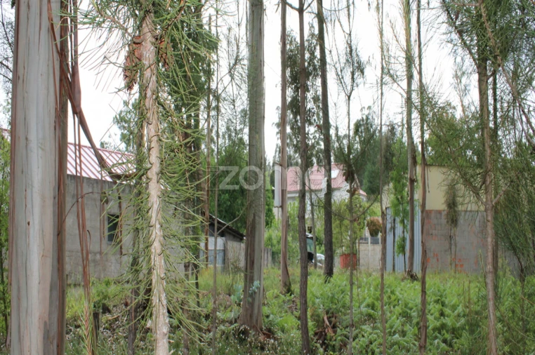 Terreno para Venda em Castelões Foto 16