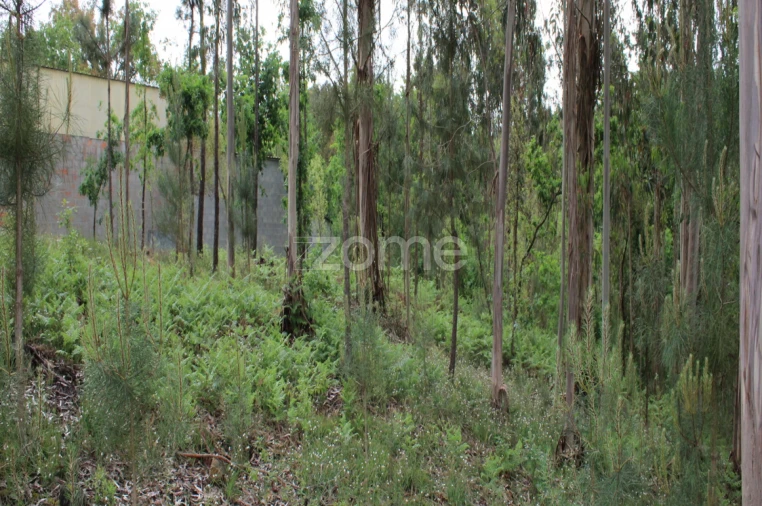 Terreno para Venda em Castelões Foto 18