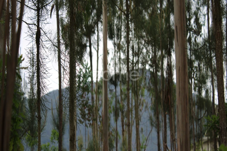 Terreno para Venda em Castelões Foto 23