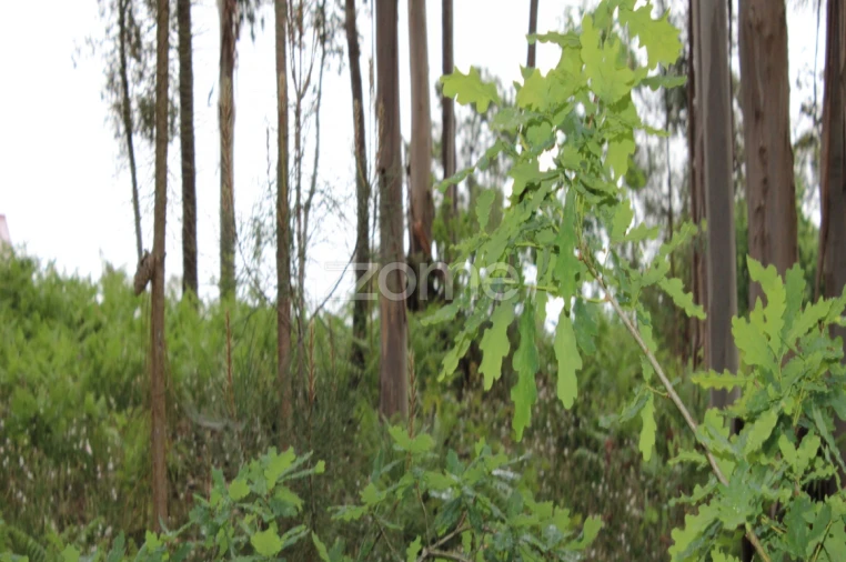 Terreno para Venda em Castelões Foto 22