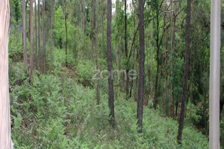 Terreno para Venda em Castelões Foto 25