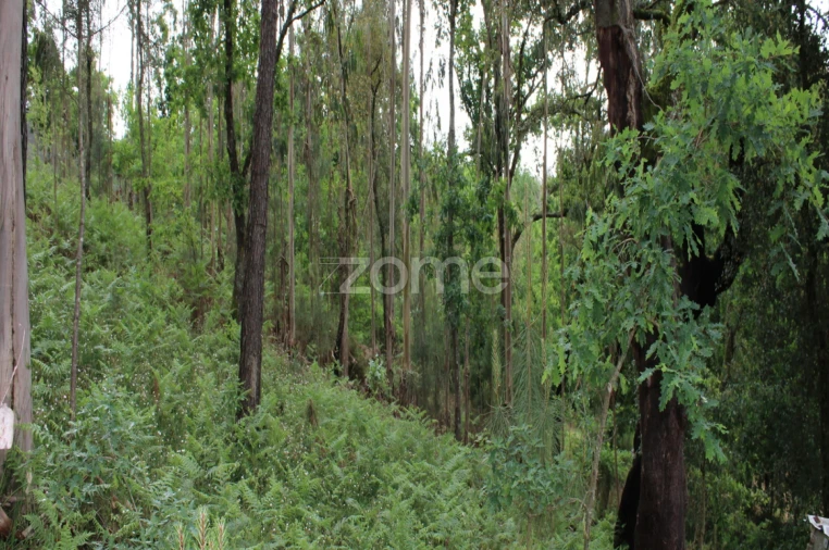 Terreno para Venda em Castelões Foto 24