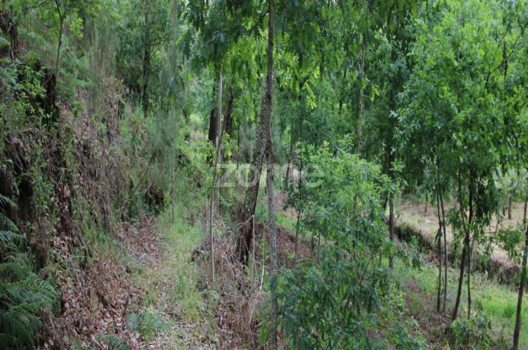 Terreno para Venda em Castelões Foto 30