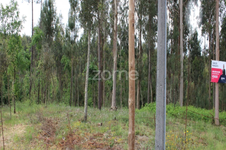 Terreno para Venda em Castelões Foto 3