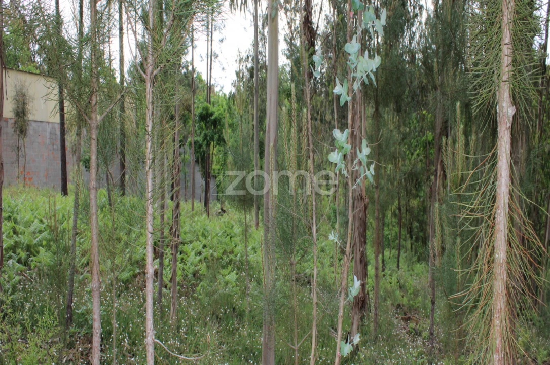 Terreno para Venda em Castelões Foto 11