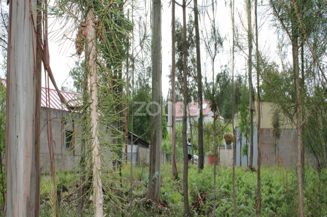Terreno para Venda em Castelões Foto 16